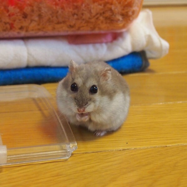 ジャンガリアンハムスターを２匹飼い始めました みさとんの 晴好雨奇diary