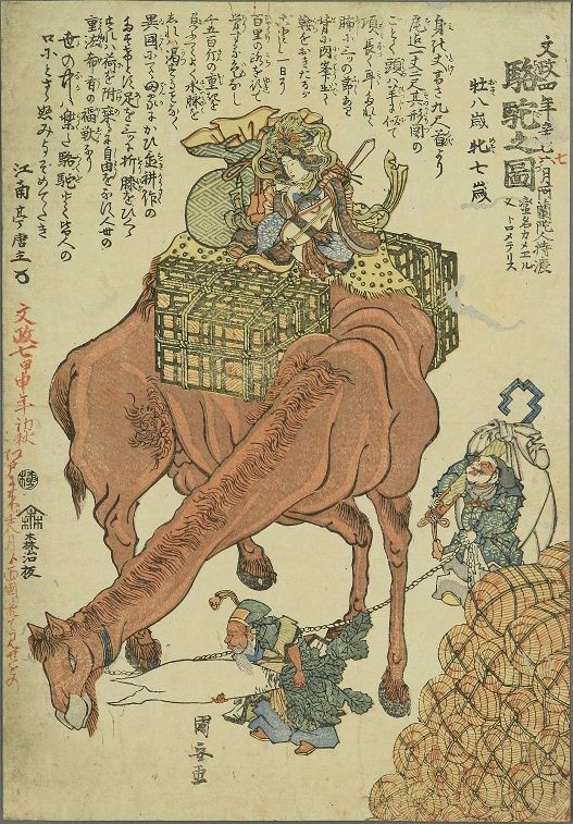文政七年（1824）甲申 駱駝の見世物（江戸） : 見世物興行年表