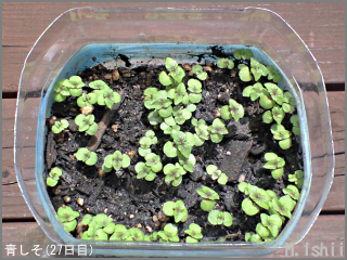 5 6 ペットボトル栽培 青しそ ３ m ishiiのエコ本語 旧式