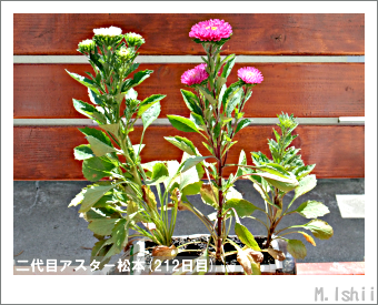 5 16 花のペット栽培観察記 アスター松本 16 M Ishiiのエコ本語 旧式