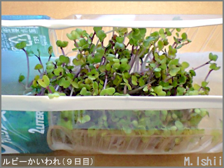 8 25 ルビーかいわれ のスプラウト栽培 ４ M Ishiiのエコ本語 旧式