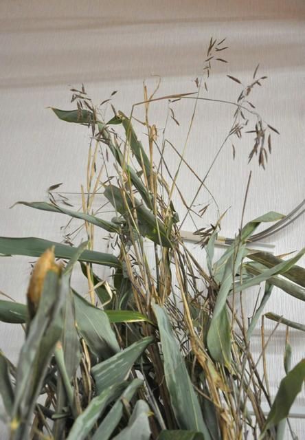 竹の花 松本みすず細工復活プロジェクトの日記