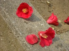 椿って 花まるごと落ちる 全身全霊ってかんじ みーしゃ ぼるけーの