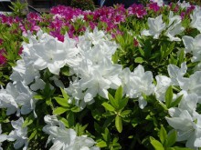 ｇｗ 関西のお出かけスポット ５件 大阪南部中心です みーしゃ ぼるけーの