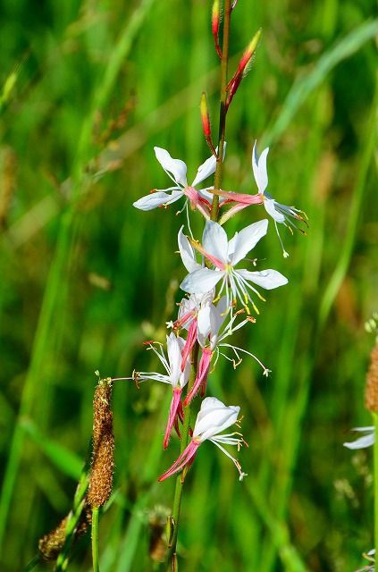 ガウラ ハクチョウソウ 綾瀬の風物詩