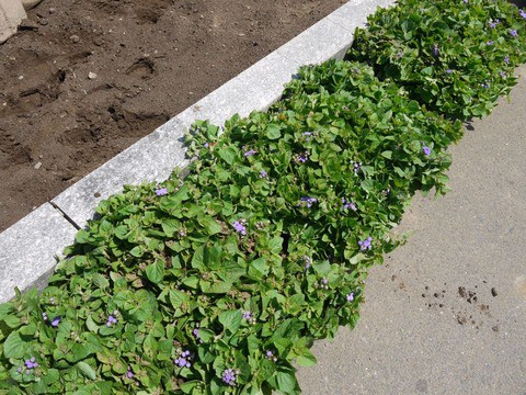 管理する花壇への苗の配布が水戸市 台三区みんなの会 管理する花壇への苗の配布が水戸市 台三区みんなの会