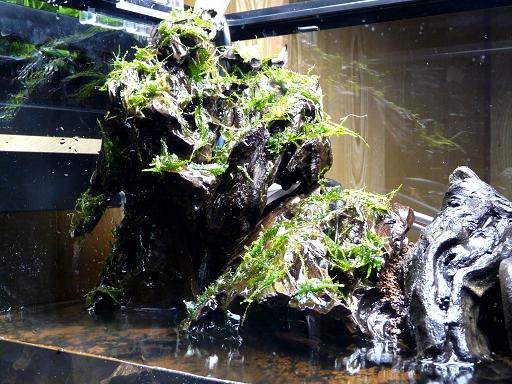 テラリウム 先走ってます 緑揺れる水景