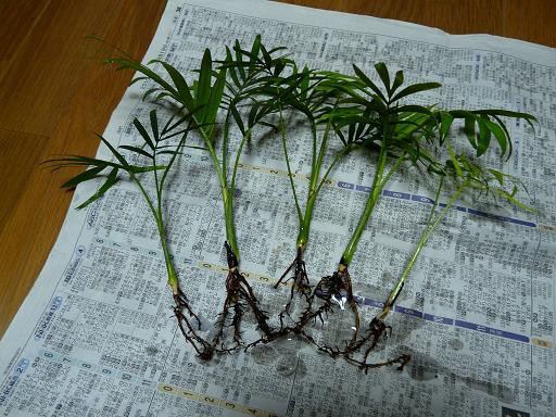 テラリウムに観葉植物 緑揺れる水景