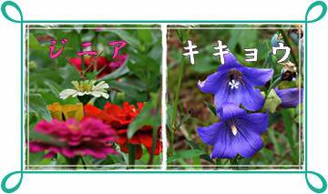 ジニア 日本庭園 和紙の里