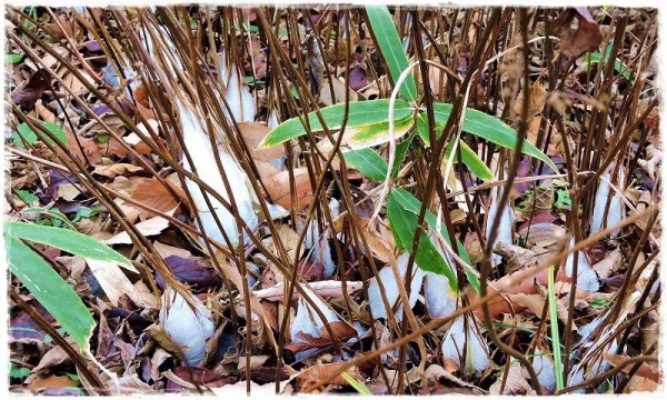 しもばしら 氷の花 和紙の里