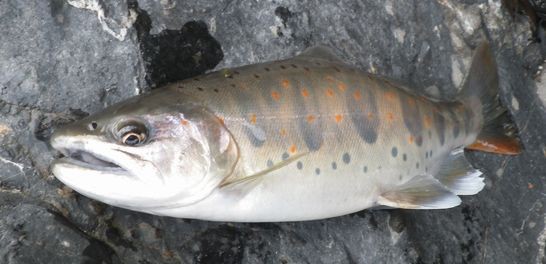 大ヤマメ釣りの釣り場と季節 ぷーちゃんのつれづれ日記