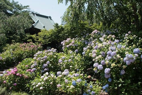 あじさい寺 松戸 本土寺 みやびお