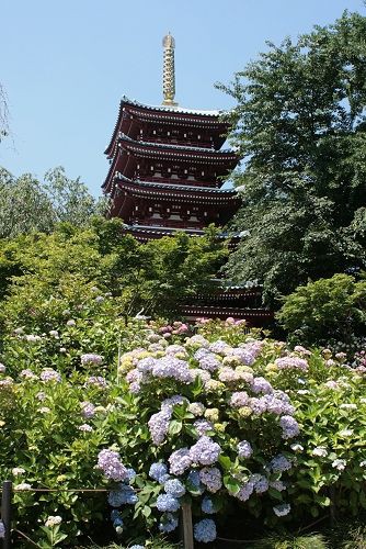 あじさい寺 松戸 本土寺 みやびお