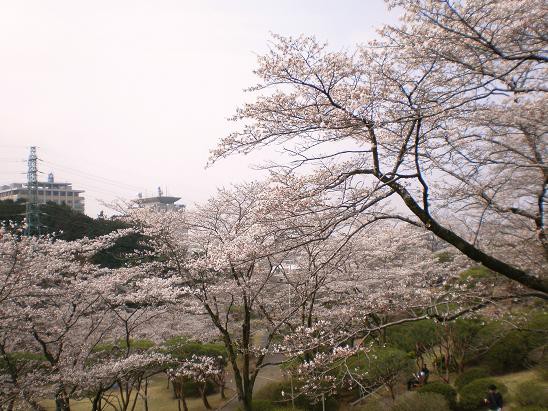 13 宇都宮の桜 Miya Charlieのブログ