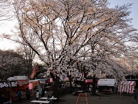 ２０１９ ０４ ０５ かしの森公園 Miya Charlieのブログ