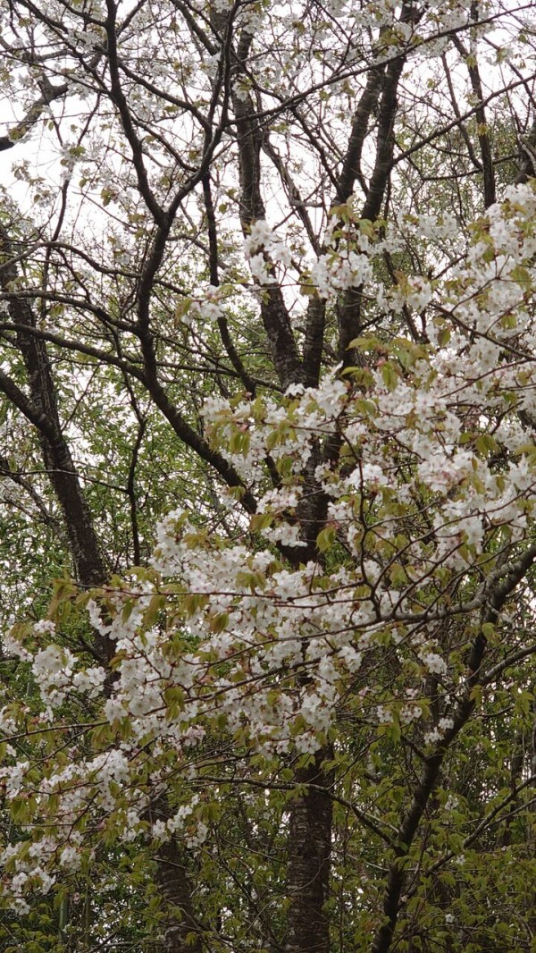 山採り　ヤマモミジ　ウワミズザクラ　混合株 Z/X -Zillions of enemy X- ブロッコリー トレーディングカードゲーム