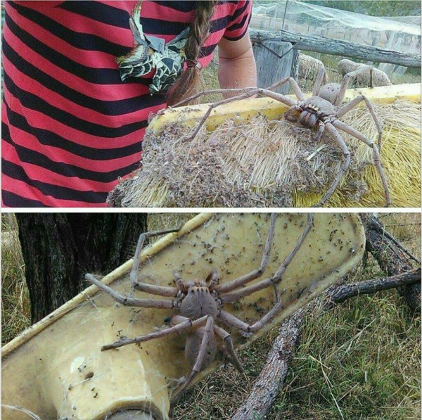 閲覧注意 鳥すら食べる世界最大のクモｗｗｗｗｗ 画像 ボケぶろ