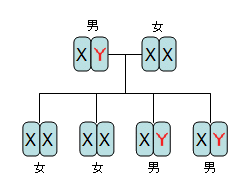 息子は母親似 娘は父親似 ショートショート雑学