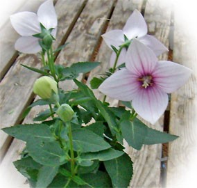 ピンク色のキキョウ おすすめです 花とハーブで 元気いっぱい