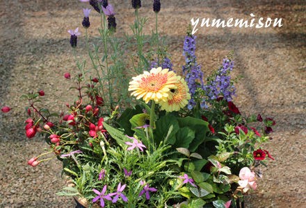 ボリュームのあるガーベラの寄せ植え 花とハーブで 元気いっぱい