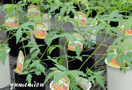 ミラクルな効果を発揮するハーブ苗 ミラクルニーム 花とハーブで 元気いっぱい