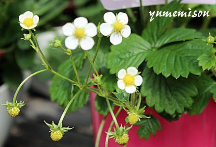 白い実もなるワイルドストロベリー 花とハーブで 元気いっぱい