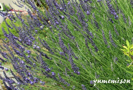 グロッソラベンダーのドライフラワーは 咲きすぎる前にしましょう 花とハーブで 元気いっぱい