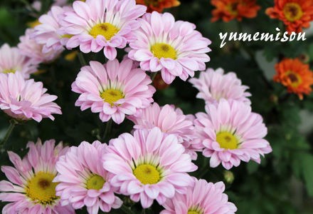 草丈が低くて可愛いポットマム 花とハーブで 元気いっぱい 草丈が低くて可愛いポットマム 花とハーブで 元気いっぱい