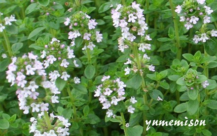 雨上がりのハーブガーデンに レモンタイムが生き生きしています 花とハーブで 元気いっぱい