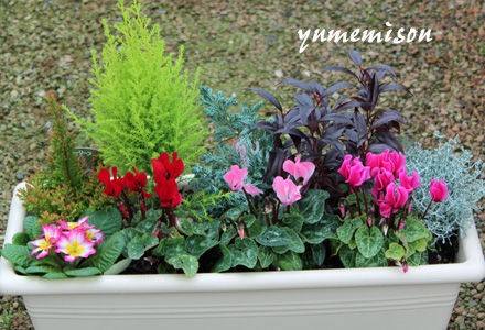 ガーデンシクラメンとコニファーの寄せ植え 花とハーブで 元気いっぱい