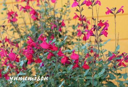 多年草のハーブ苗は 寒くなる前に植えましょう 花とハーブで 元気いっぱい