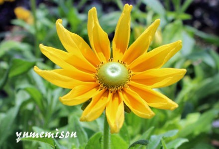 梅雨明け前に植え込みましょう 毎年咲いてくれるルドベキア 花とハーブで 元気いっぱい