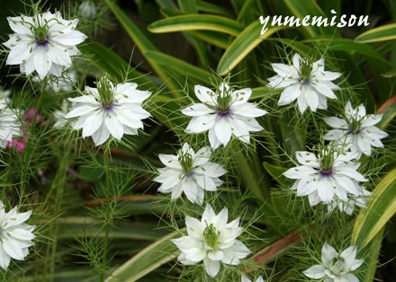 これまでで最高のこぼれ種 増える 花 最高の花の画像