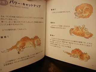 猫の寝相 Cat Cafe Miysis キャットカフェミーシス Blog