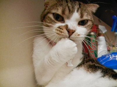 顔を洗うと雨が降る Cat Cafe Miysis キャットカフェミーシス Blog