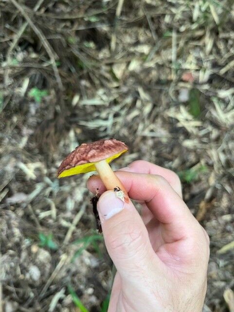 うめきのこ 2024年夏キノコ・キクバナイグチを、食べ……？【キクバナイグチ実