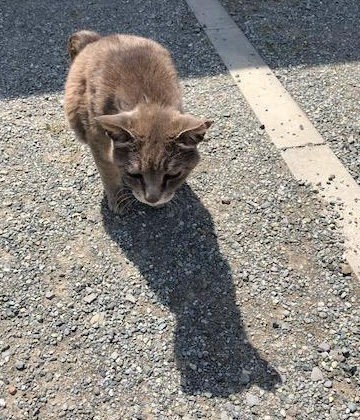 フォークロア 路傍の神様たち ʖ ココアシガレット