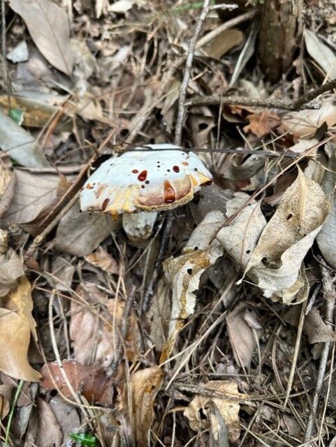 2022年秋キノコ・木を見てキノコを見る（ウスヒラタケ実食編） : ( ͡