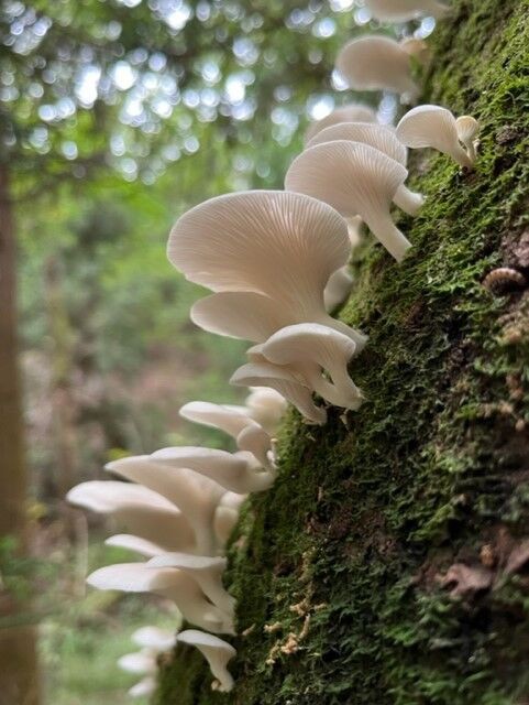 2022年秋キノコ・木を見てキノコを見る（ウスヒラタケ実食編） : ( ͡