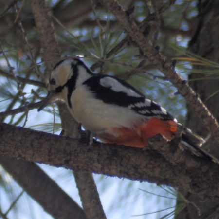 北海道 鳥とリスと猫見編 ʖ ココアシガレット