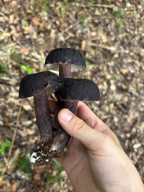 2025年初秋キノコ・奇跡のムラサキヤマドリタケ【ムラサキヤマドリタケ