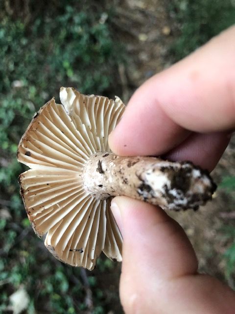 きのこ Amazon | OKURUX 明治 きのこの山とたけのこの里 8袋入 ×1袋