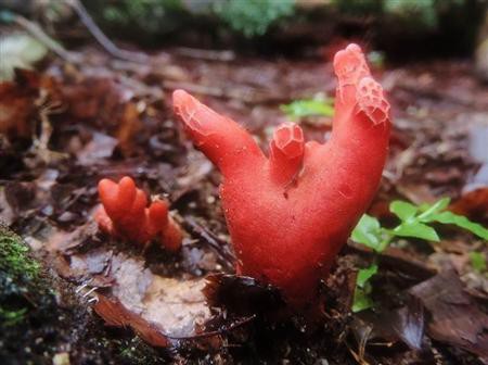 きのこ 虫が食べていれば大丈夫 塩漬けしたら食べれる 毒キノコに関して出回っている間違った迷信 テンキーニュース