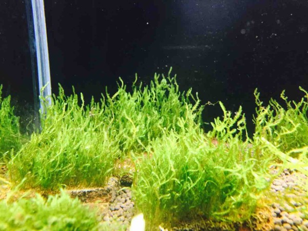 水草図鑑 ギャラリー フレイムモス -Taxiphyllum sp