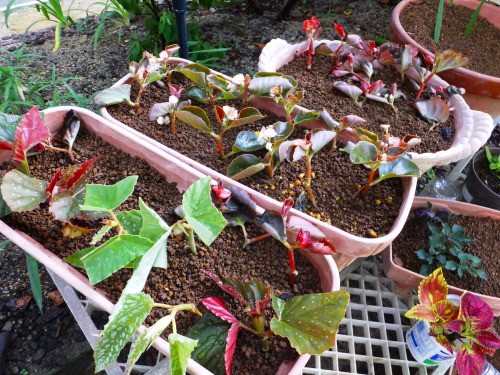 ベゴニア センパフローレンスの 挿し芽の失敗 花好きおばあさんの 園芸ボランティア日記