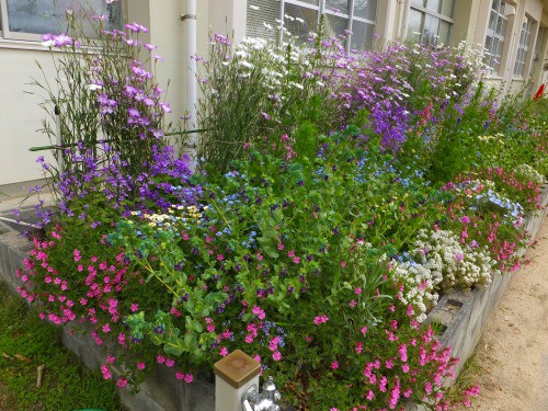 アグロステンマの花壇が 今きれいなんですよ O 花好きおばあさんの 園芸ボランティア日記