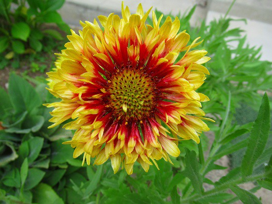 オルレアと イベリスキャンディータフトがいっぱい 花好きおばあさんの 園芸ボランティア日記