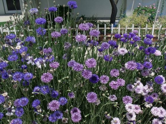 矢車菊 美女ナデシコが満開です 花好きおばあさんの 園芸ボランティア日記