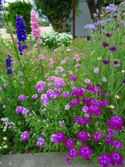 みんなでほうき草 コキア で ほうきを作ったよ 花好きおばあさんの 園芸ボランティア日記