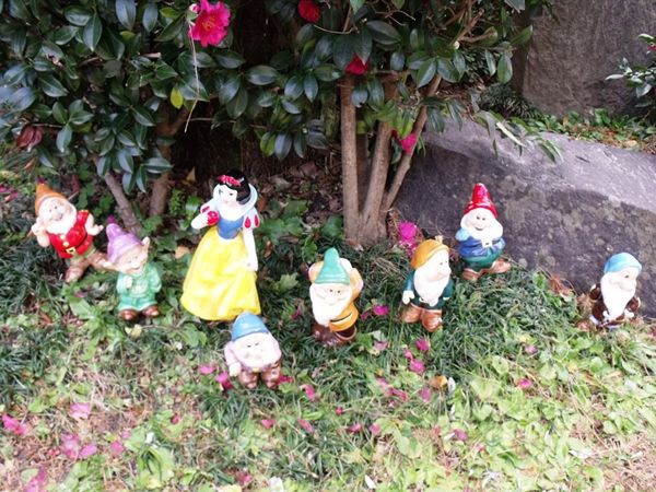 白雪姫が 七人の小人さんを連れて やってきた 花好きおばあさんの 園芸ボランティア日記